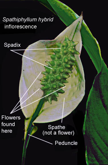 Spathiphyllum inflorescence (Peace Lily), Photo Copyright 2010 Steve Lucas, www.ExoticRainforest.com