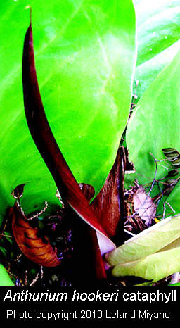 Anthurium hookeri cataphyll photo copyright Leland Miyano