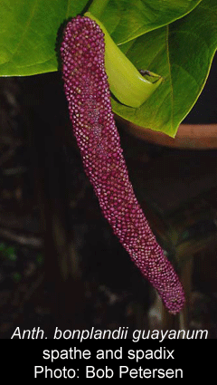 Anthurium bonplandii subsp. guayanum spathe and spadix, Photo Copyright 2008, Bob Petersen