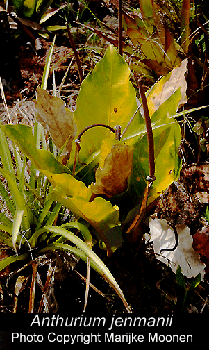 Anthurium jenmanii photographed in French Guiana, Photo Copyright 2008, Marijke Moonen, French Guiana