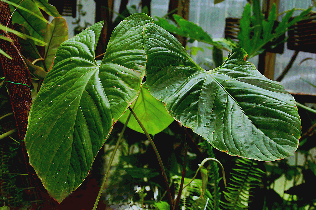 Anthurium sagittatum, Photo Copyright 2009, Steve Lucas www.ExoticRainforest.com