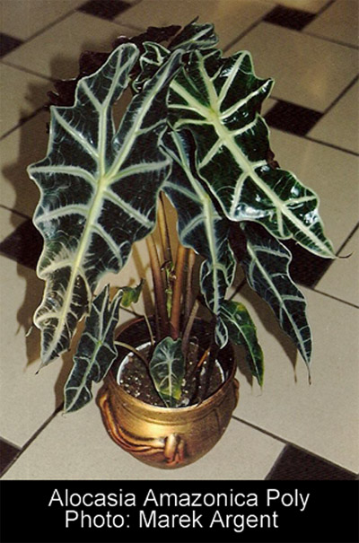 Alocasia Amazonica Poly, Photo Copyright 2009, Marek Argent, http://www.wschowa.com/abrimaal/araceum/