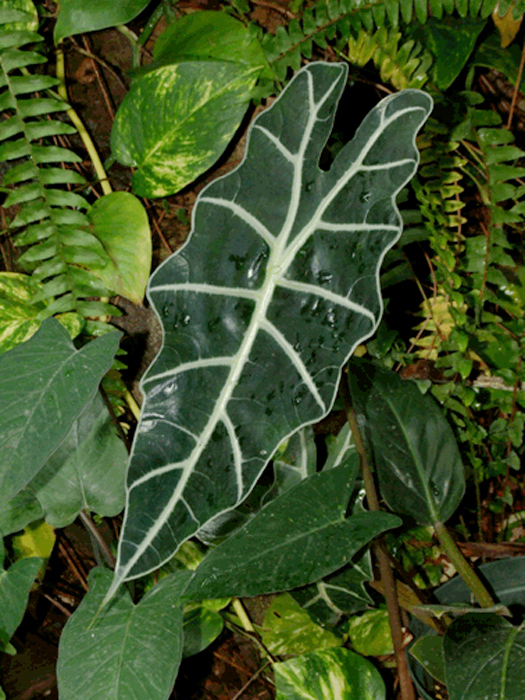 Alocasia Amazonica, Foto Copyright Steve Lucas, www.ExoticRainforest.com