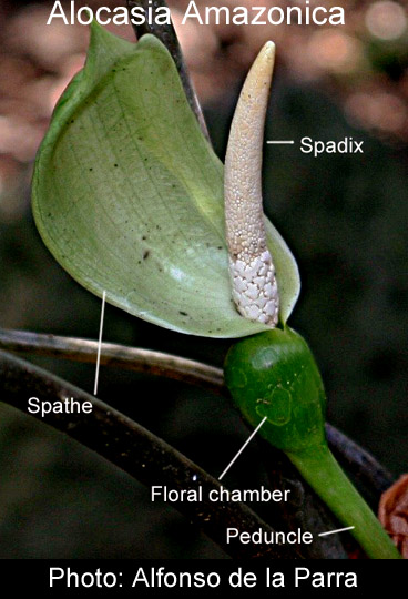 Alocasia Amazonica spata e spadice, infiorescenza, Foto Alfonso se la Parra