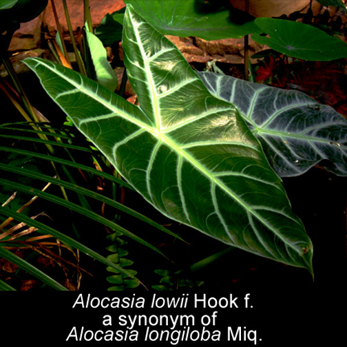 Alocasia lowii, sinonimo di Alocasia longiloba, Foto Copyright 2007, Steve Lucas, www.ExoticRainforest.com