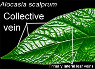 Alocasia scalprum collective vein and  primary lateral leaf veins, Photo Copyright 2009, Steve Lucas, www.ExoticRainforest.com