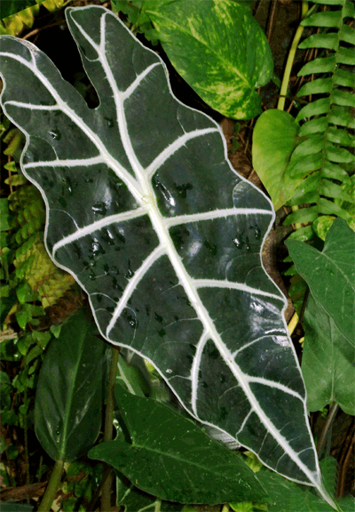 Alocasia Amazonica, Photo Copyright 2008, Steve Lucas, www.ExoticRainforest.com