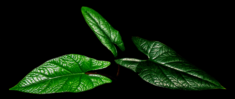 Alocasia scalprum, photo Steve Lucas