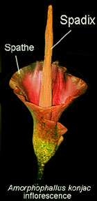 Spathe and spadix of Amorphophallus konjac, www.ExoticRainforest.com