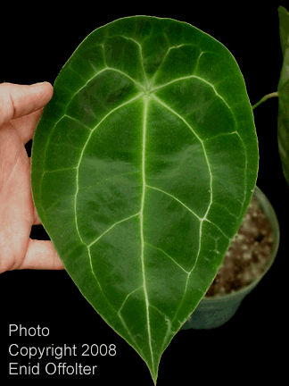 Anthurium forgetii N.E. Br. Anthurium forgetii, Photo Copyright 2008, Enid Offolter