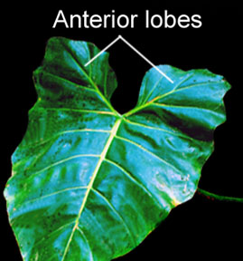 Anterior lobes of Philodendron edenudatum, Photo Copyright 2009, Steve Lucas, www.ExoticRainforest.com