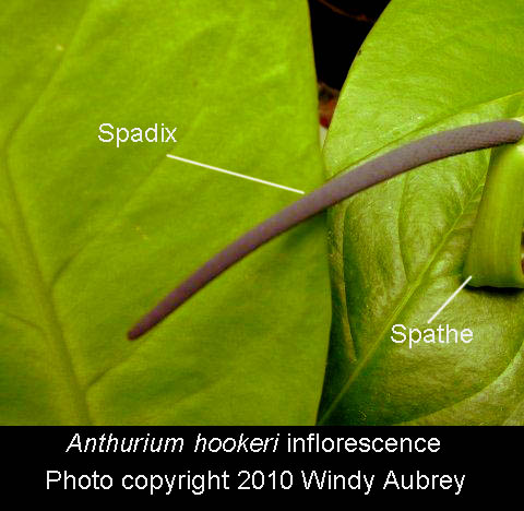 Anthuriumhookeri inflorescence, spathe and spadix, Photo Copyright 2010 Windy Aubrey