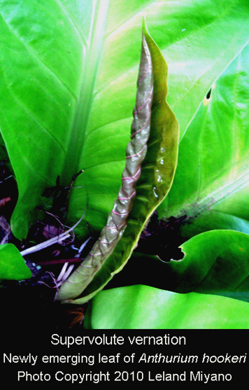 Supervolute vernation Anthurium hookeri, Photo Copyright 2010 Leland Miyano