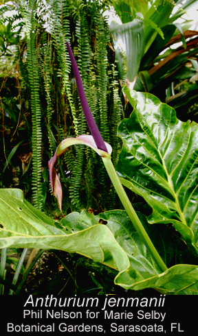 Anthurium jenmanii spathe and spadix, Photo Courtesy Phil Nelson for the Marie Selby Botanical Gardens, Sarasota, FL