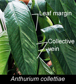 Anthurium collettiae Croat, Collective vein and Leaf Margin, Photo Copyright 2010, Steve Lucas