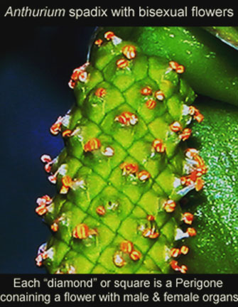 Tiny Anthurium flowers, each contained in a perigone, Photo Copyright 2010 Steve Lucas, www.ExoticRainforest.com