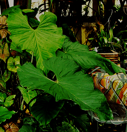 Anthurium balaoanum Engl., often sold as Anthurium guildingii, Photo Copyright 2008, Steve Lucas, www.ExoticRainforest.com