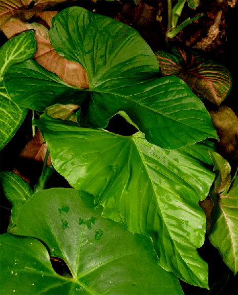 Anthurium balaoanum Engl., often sold as Anthurium guildingii, Photo Copyright Steve Lucas, www.ExoticRainforest.com