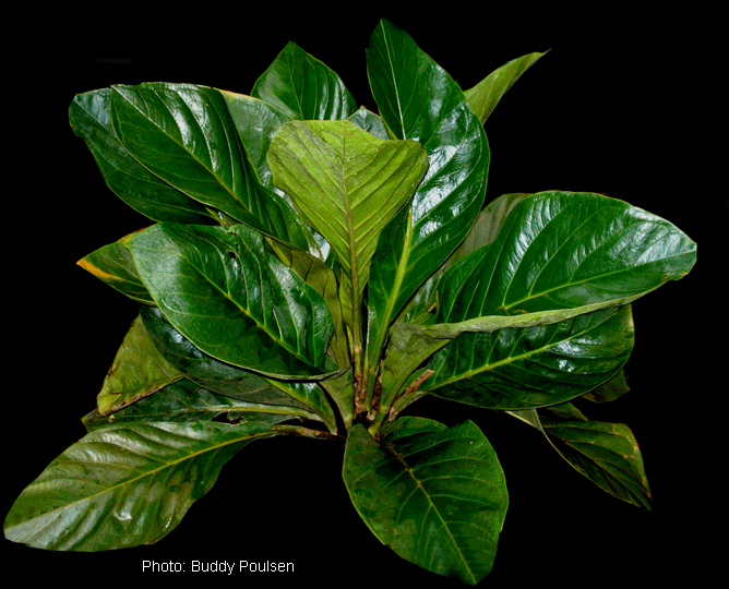 Anthurium bonplandii subsp. guayanum, Photo Copyright 2007, Buddy Poulsen, Naples, FL