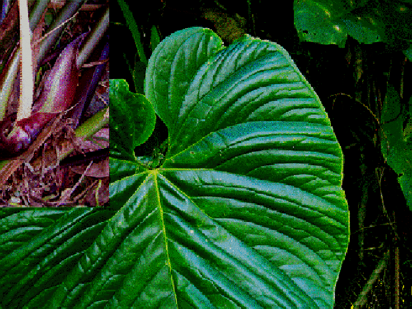 Anthurium boosii Croat, Photo Dr. Tom Croat, Missouri Botanical Garden