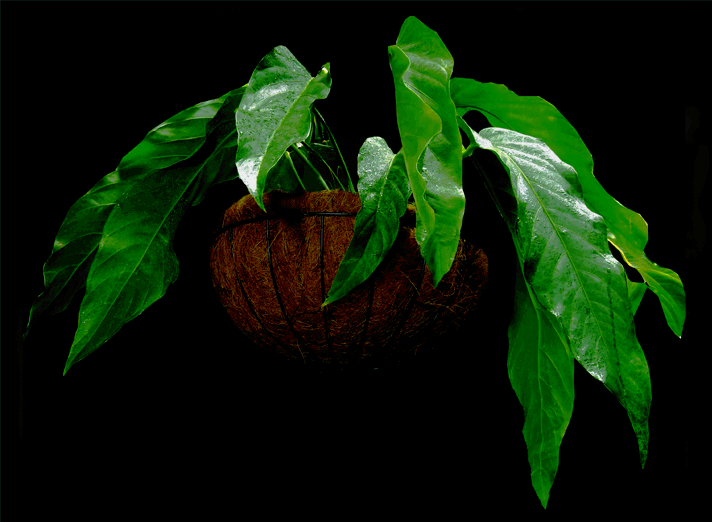 Anthurium colonicum, Photo Copyright 2007, steve Lucas, www.ExoticRainforest.com