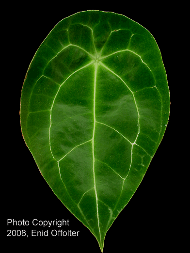 Anthurium forgetii N.E. Br. Anthurium forgetii, Photo Copyright 2008, Enid Offolter