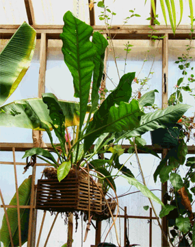 Anthurium 'Marie' hybrid, hanging in 12 inch basket, Copyright 2008, Steve Lucas, www.ExoticRainoforest.com