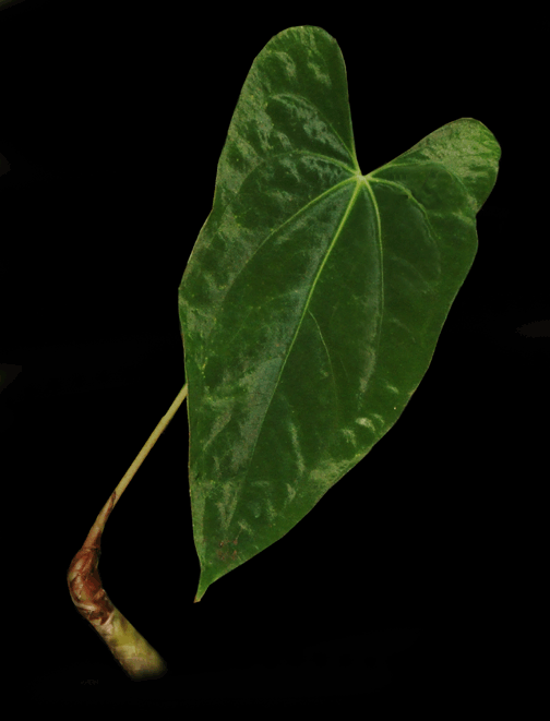 Anthurium papillilaminum Croat Juvenile plant, Photo Copyright 2008, Steve Lucas, www.ExoticRainforest.com