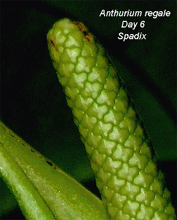 Anthurium regale spadix Day 6