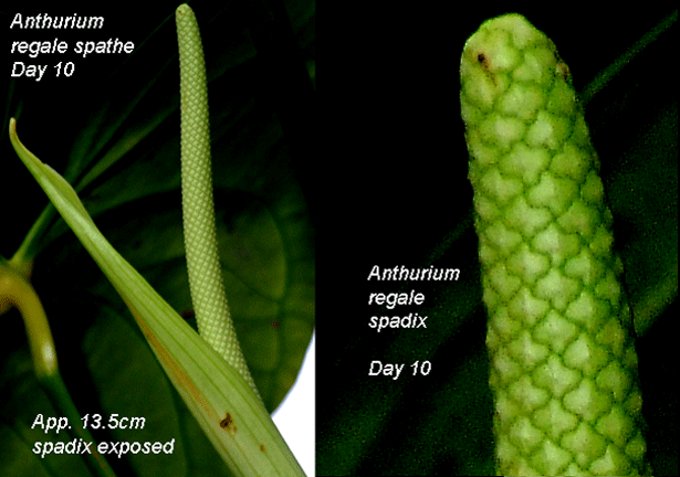 Anthurium regale spathe and spadix Day 10