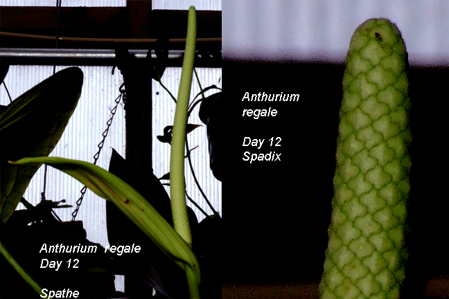 Anthurium regale spathe and spadix Day 12