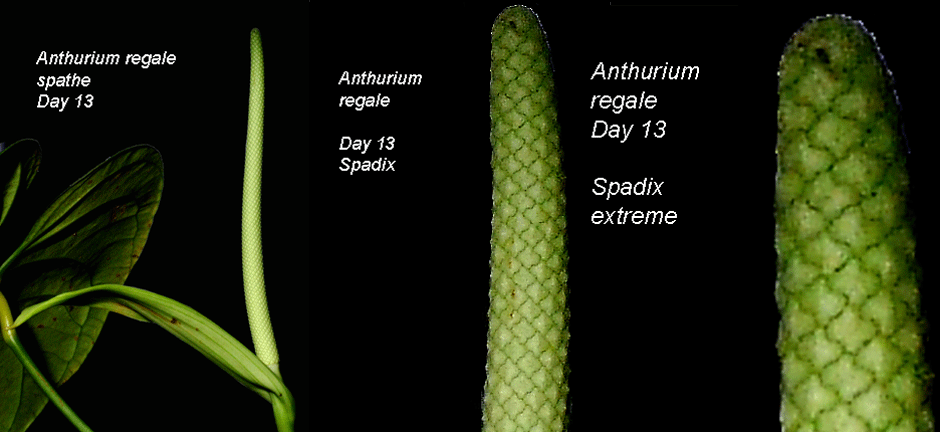 Anthurium regale spathe and spadix day 13