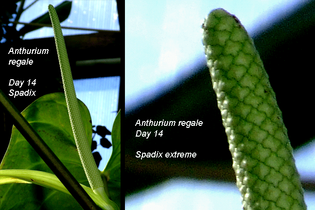 Anthurium regale spathe and spadix Day 14