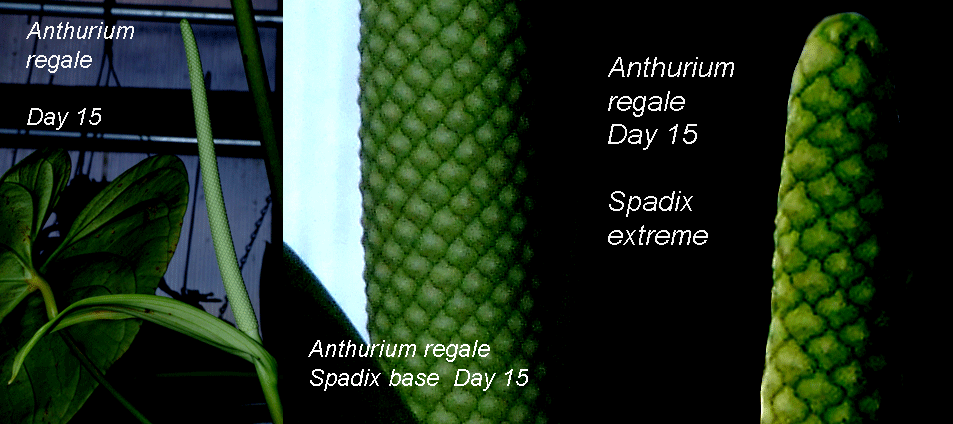 Anthurium regale Day 15 spathe and spadix