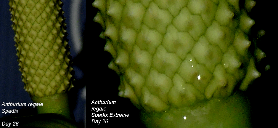 Anthurium regale Day 26 in female anthesis