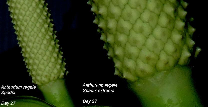 Anthurium regale spadix Day 27 in female anthesis
