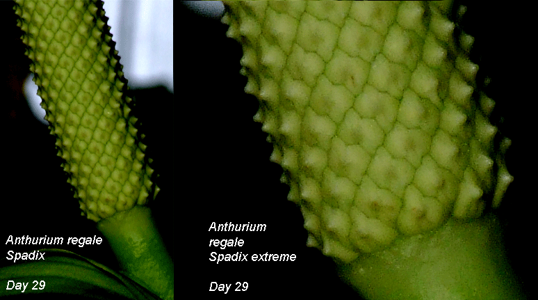 Anthurium regale Spadix Day 29