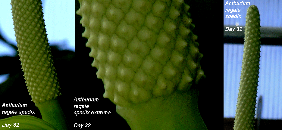 Anthurium regale spadix Day 32
