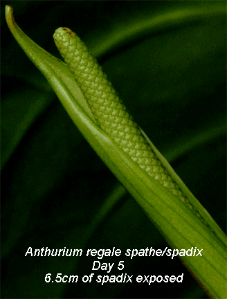 Anthurium regale spathe Day 5