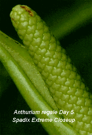 Anthurium regale spadix day 5 closeup