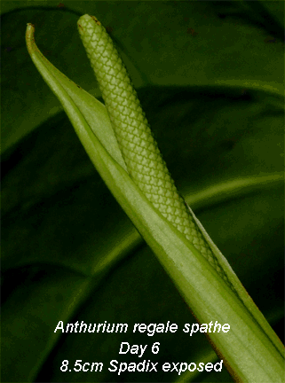 Anthurium regale spathe day 6