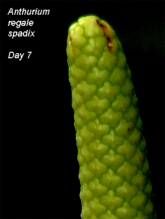 Anthurium regale spadix Day 7