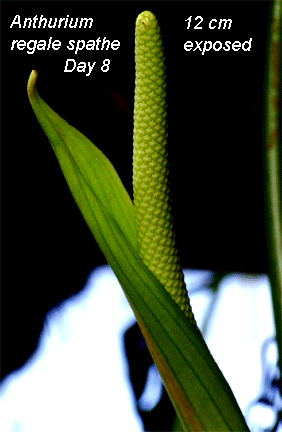 Anthurium regale spathe day 8