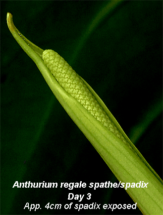 On day 3, approximately 4 cm of Anthurium regale's spadix is now exposed.