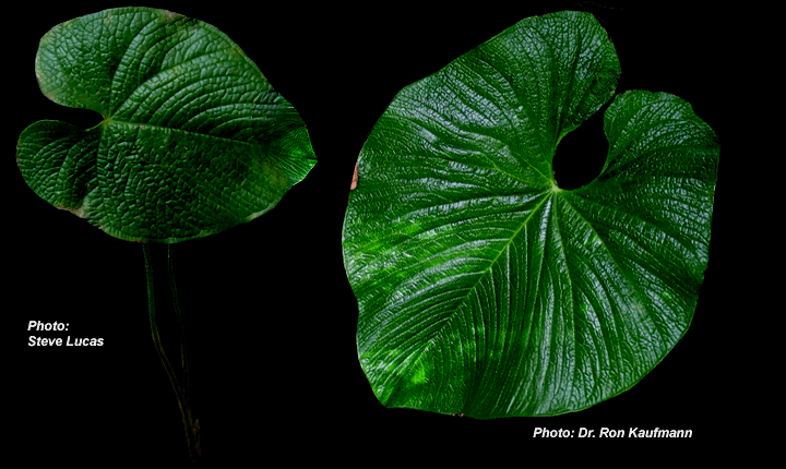 Anthurium rugulosum is an endangered Ecuadorian species