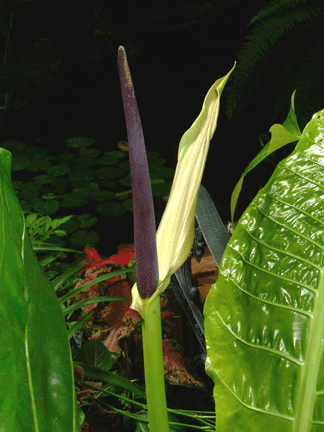 Anthurium schlectendalii inflorescence, spathe, spadix, grow, Photo Copyright 2007, Janice Lucas, www.ExoticRainforest.com