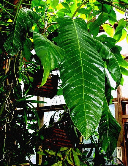 Anthurium spectabile Copyright 2008 Steve Lucas