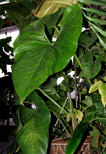 Anthurium watermaliense, Photo Copyright 2008, Steve Lucas, www.ExoticRainforest.com