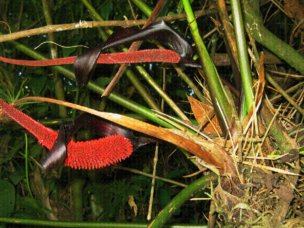 Anthurium boosii Croat