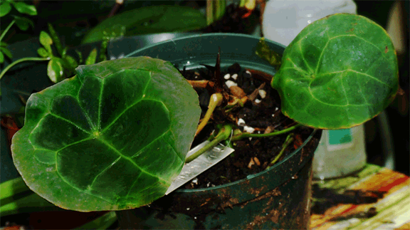 Anthurium forgetii N.E. Br. Anthurium forgeti juvenilei, Photo Copyright 2008, Steve Lucas, www.ExoticRainforest.com